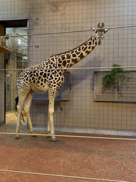 天王寺動物園に投稿された画像（2022/11/7）