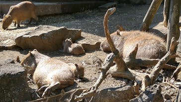 伊豆シャボテン動物公園に投稿された画像（2022/11/7）