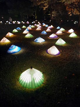 国営昭和記念公園 秋の夜散歩に投稿された画像（2022/11/7）