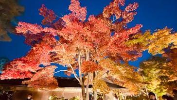 国営昭和記念公園 秋の夜散歩に投稿された画像（2022/11/7）