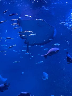 京都水族館に投稿された画像（2022/11/7）