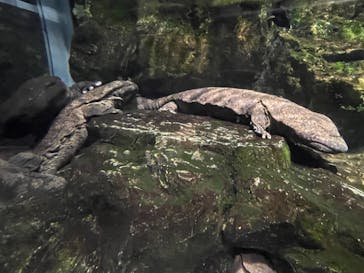京都水族館に投稿された画像（2022/11/7）