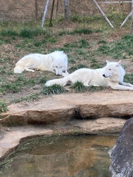 那須どうぶつ王国に投稿された画像（2022/11/7）