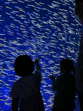 大分マリーンパレス水族館 「うみたまご」に投稿された画像（2022/11/7）