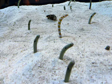 すみだ水族館に投稿された画像（2022/11/7）