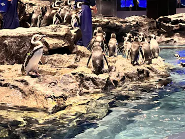 すみだ水族館に投稿された画像（2022/11/7）