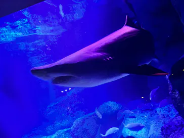 すみだ水族館に投稿された画像（2022/11/7）