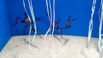 サンシャイン水族館に投稿された画像（2022/11/7）