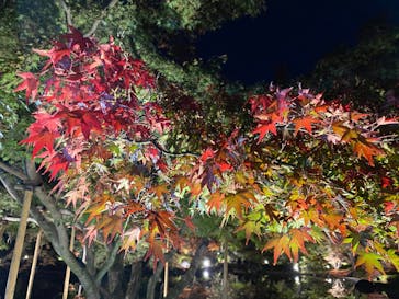 国営昭和記念公園 秋の夜散歩に投稿された画像（2022/11/7）