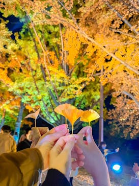 国営昭和記念公園 秋の夜散歩に投稿された画像（2022/11/7）