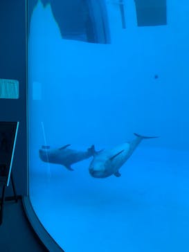 名古屋港水族館に投稿された画像（2022/11/7）