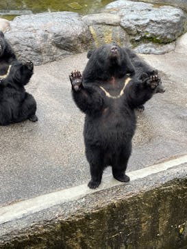 奥飛騨クマ牧場に投稿された画像（2022/11/7）