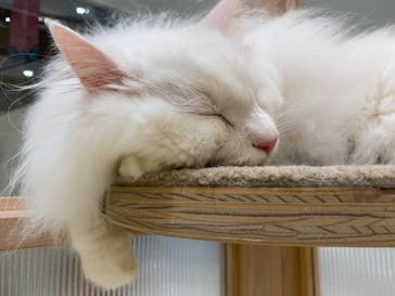 猫カフェモカ　イオンモール幕張新都心店に投稿された画像（2022/11/7）