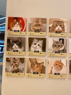 猫カフェモカ　イオンモール幕張新都心店に投稿された画像（2022/11/7）