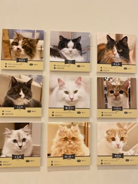 猫カフェモカ　イオンモール幕張新都心店に投稿された画像（2022/11/7）