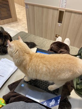 猫カフェモカ　イオンモール幕張新都心店に投稿された画像（2022/11/7）