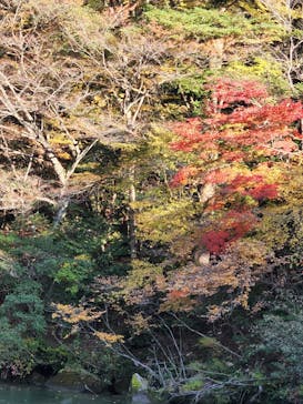 恵那峡遊覧船に投稿された画像（2022/11/8）