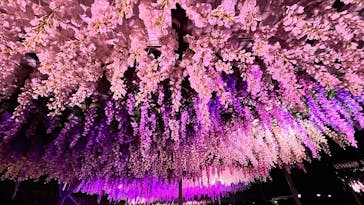 東京メガイルミに投稿された画像（2022/11/8）