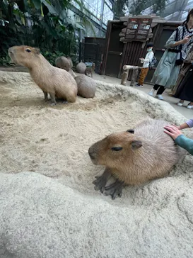 神戸どうぶつ王国に投稿された画像（2022/11/8）