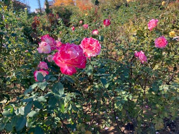 京成バラ園に投稿された画像（2022/11/8）