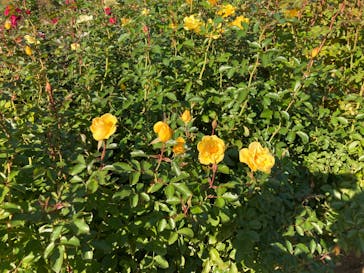 京成バラ園に投稿された画像（2022/11/8）