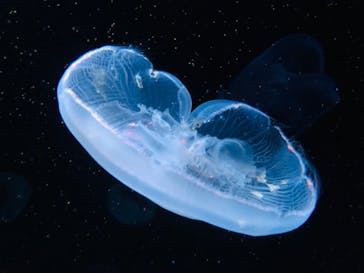 サンシャイン水族館に投稿された画像（2022/11/8）