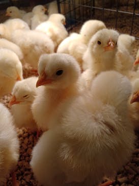 Moff animal cafe イオンモール幕張新都心店に投稿された画像（2022/11/8）