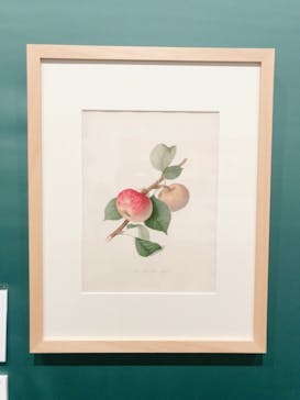 おいしいボタニカル・アート　食を彩る植物のものがたり(SOMPO美術館)に投稿された画像（2022/11/8）