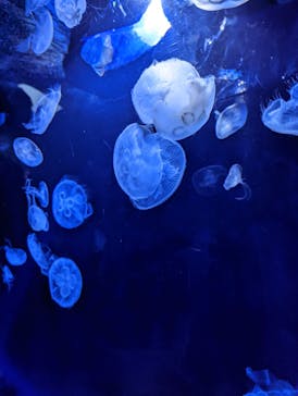 サンシャイン水族館に投稿された画像（2022/11/8）