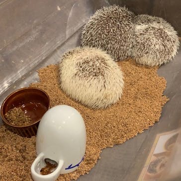 HARRY　原宿駅前店に投稿された画像（2022/11/8）