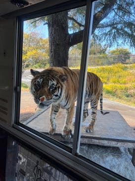 秋吉台自然動物公園 サファリランドに投稿された画像（2022/11/8）