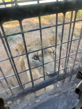 秋吉台自然動物公園 サファリランドに投稿された画像（2022/11/8）