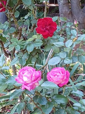 鳩山会館に投稿された画像（2022/11/8）