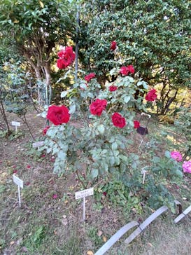 鳩山会館に投稿された画像（2022/11/8）