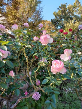 鳩山会館に投稿された画像（2022/11/8）