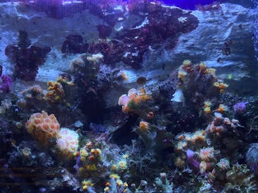 九十九島水族館海きららに投稿された画像（2022/11/8）