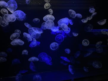 九十九島水族館海きららに投稿された画像（2022/11/8）