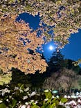 国営昭和記念公園 秋の夜散歩に投稿された画像（2022/11/8）