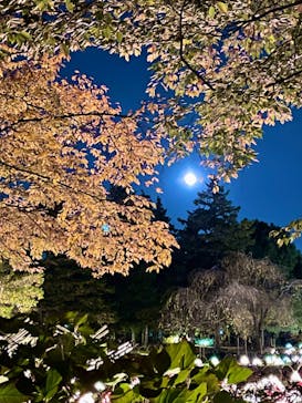 国営昭和記念公園 秋の夜散歩に投稿された画像（2022/11/8）