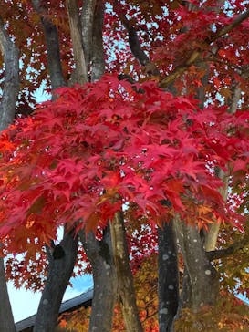 国営昭和記念公園 秋の夜散歩に投稿された画像（2022/11/8）