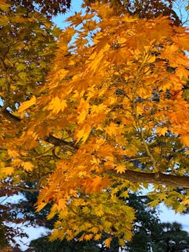 国営昭和記念公園 秋の夜散歩に投稿された画像（2022/11/8）