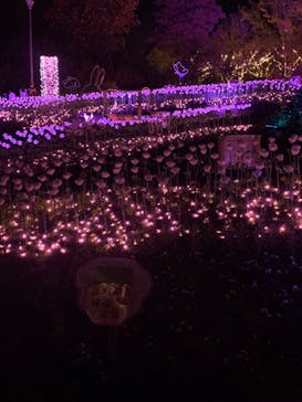 大阪府立花の文化園に投稿された画像（2022/11/8）
