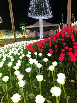 美らヤシパークオキナワ・東南植物楽園に投稿された画像（2022/11/8）