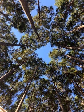 アドベンチャーパーク　オドルの森に投稿された画像（2022/11/8）