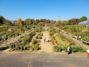 京成バラ園に投稿された画像（2022/11/8）