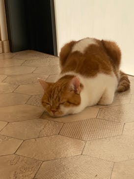 猫カフェモカ　イオンモール幕張新都心店に投稿された画像（2022/11/9）