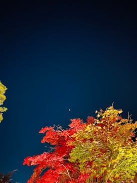 国営昭和記念公園 秋の夜散歩に投稿された画像（2022/11/9）