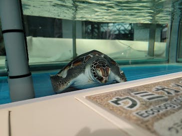 名古屋港水族館に投稿された画像（2022/11/9）