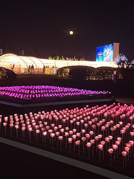 東京メガイルミに投稿された画像（2022/11/9）