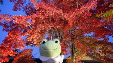 国営昭和記念公園 秋の夜散歩に投稿された画像（2022/11/9）